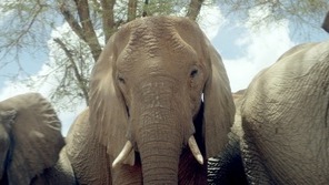 Keepers of the Wild follows baby orphan elephants and their human keepers in the constant struggle to keep these majestic, complex and loving animals ...